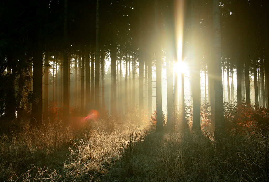 sunrise in
  the forest